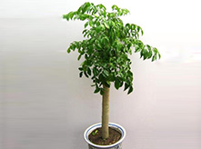 幸福樹(shù)植物養(yǎng)護(hù)租賃