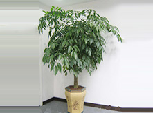 幸福樹(shù)