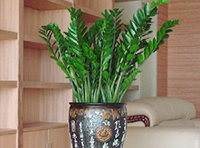 金錢樹(shù)B