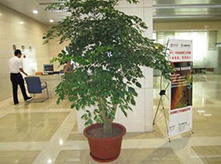 植物養(yǎng)護(hù)租賃幸福樹(shù)