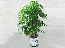 綠寶幸福樹(shù)養(yǎng)護(hù)